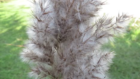 hierba de la pampa movida por el viento
