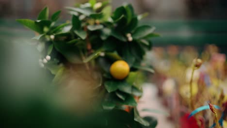 Close-up-of-a-lemon-tree-in-a-pot-at-a-flower-shot