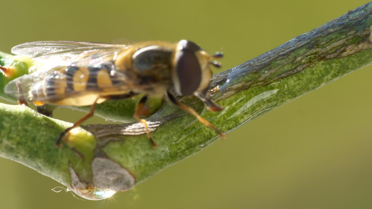 la avispa vespidae camina a lo largo de una rama de un árbol de cítricos y se va volando, un primerísimo plano