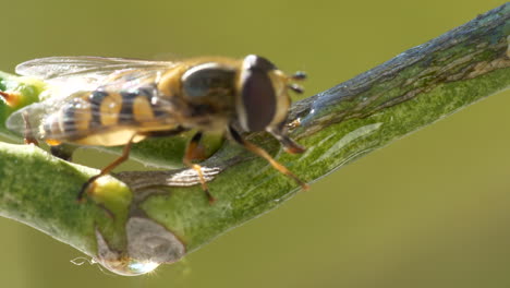 Vespidae-Wespe-Geht-An-Einem-Zitrusbaumzweig-Entlang-Und-Fliegt-Davon,-Extrem-Nah