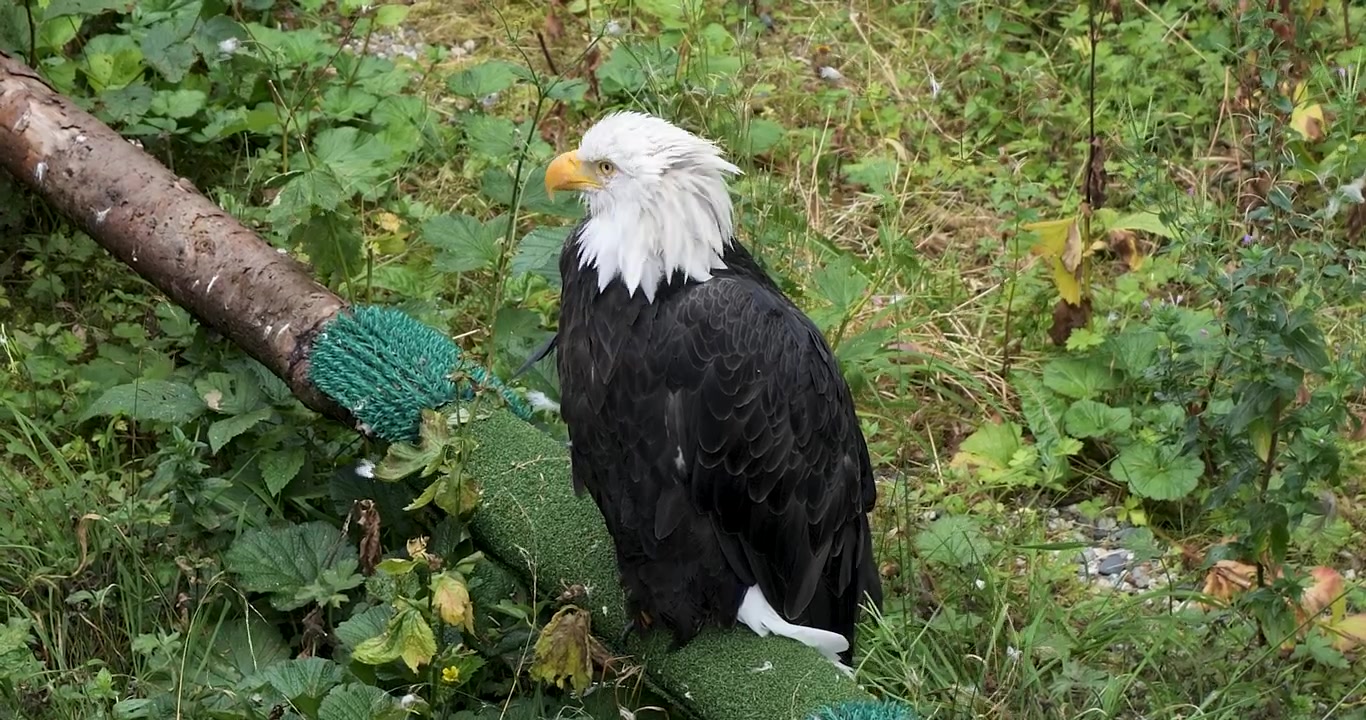Majestic adult bald eagle,Sitka, Alaska.