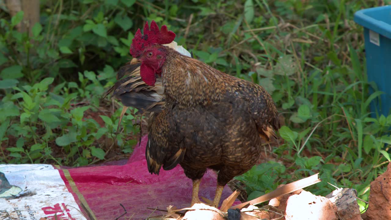 Seekor ayam jago coklat berdiri diam di sebuah peternakan dalam suasana desa pedesaan Asia Tenggara