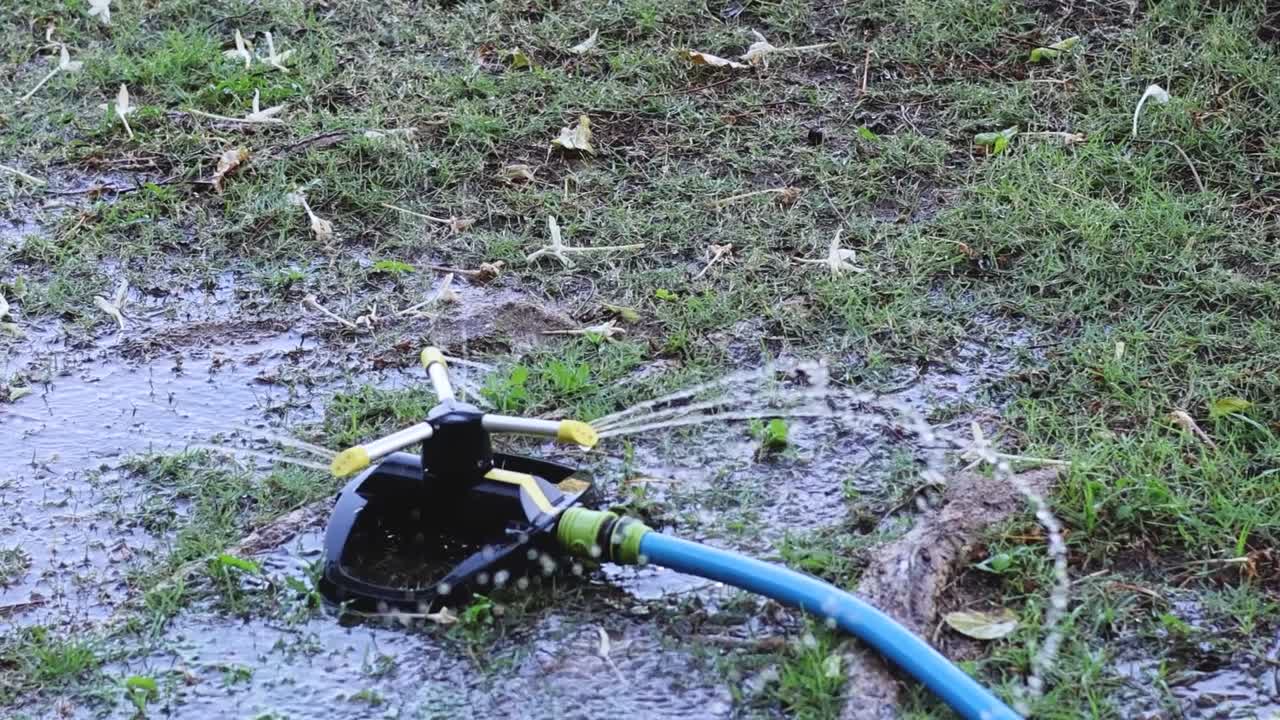 A sprinkler attached to a blue hose waters a grassy area, creating a wet and saturated environment.