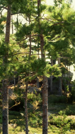 tall pine trees in a forest