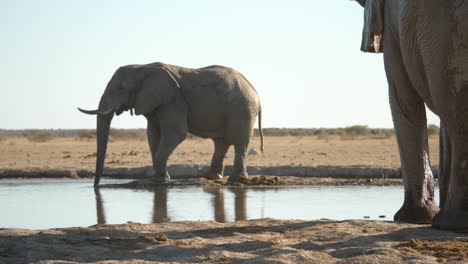 Wide-shot-of-elephants-around-water-hole-drinking