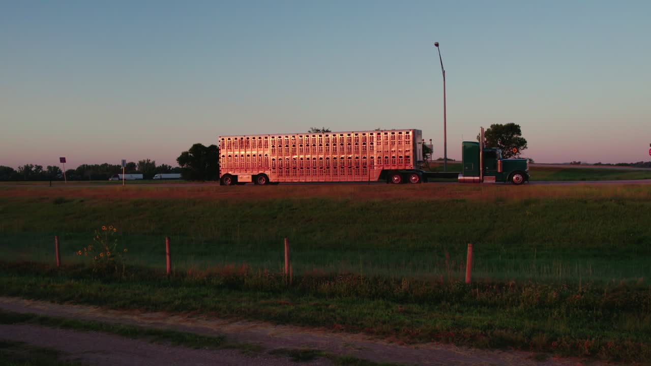Beautiful wide shot footage of a semi-truck hauling cattle at sunrise or sunset. Ideal for documentary, transportation, farming