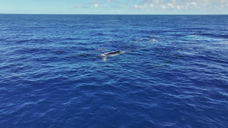 Drone Shot, Pod of Humpback Whales Swimming in Deep Blue Ocean Sea on Sunny Day 60fps