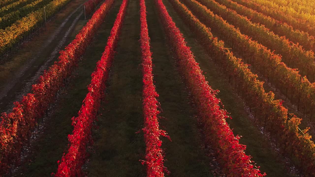 Aerial view over colorful autumn vineyard with red and orange foliage, in the italian countryside, at dusk