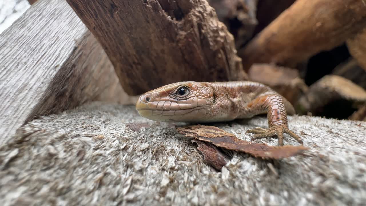 Close-up portrait of a motionless common lizard (Zootoca vivipara). Estonia.