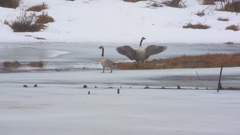 canada geese at the frozen lake of gatineau park in quebec, canada. wide shot