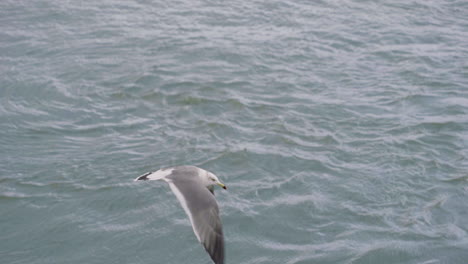 seagull flying over ocean in sendai, japan - low angle shot