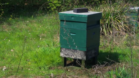 Footage-showing-a-National-Beehive-from-behind,-you-can-see-bees-coming-in-from-the-front