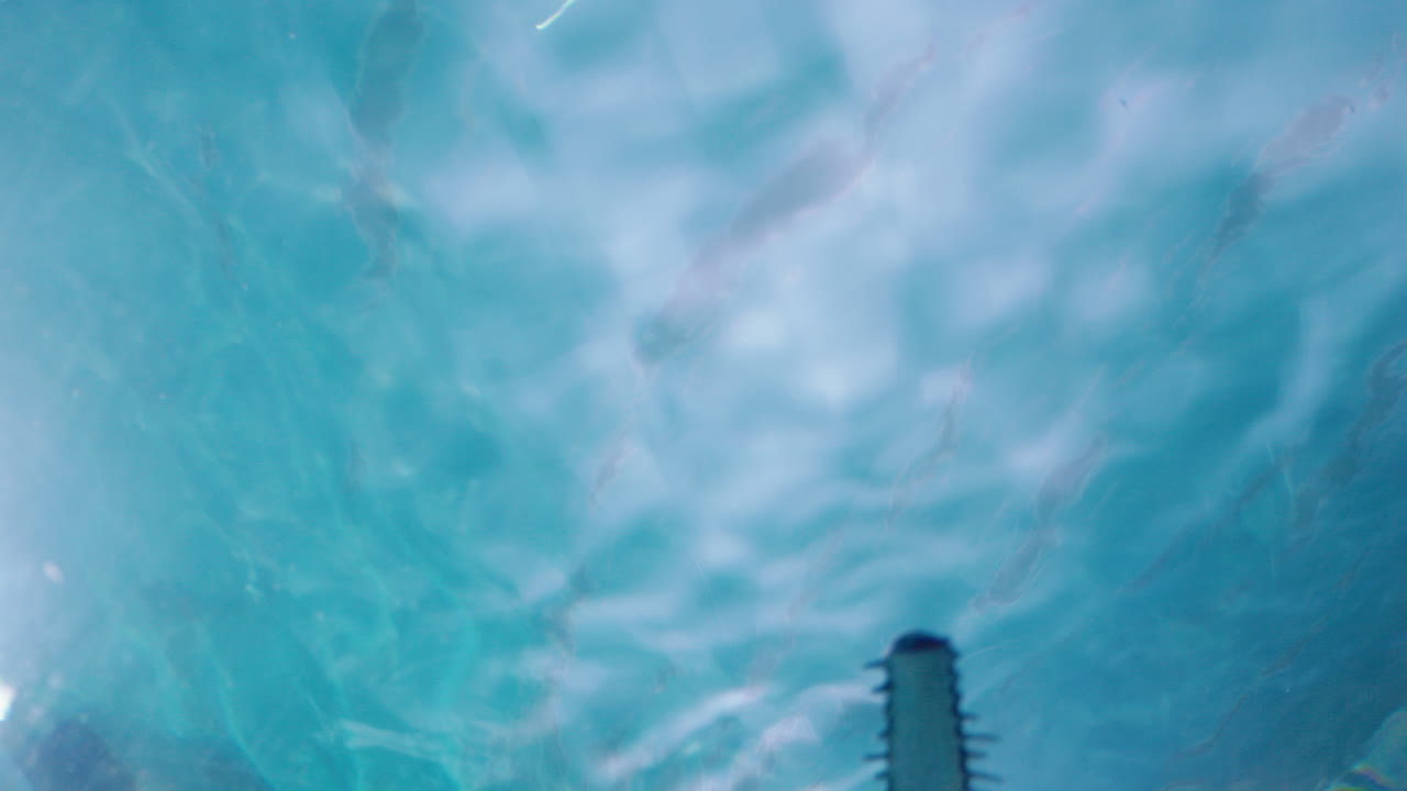 Stingrays underwater