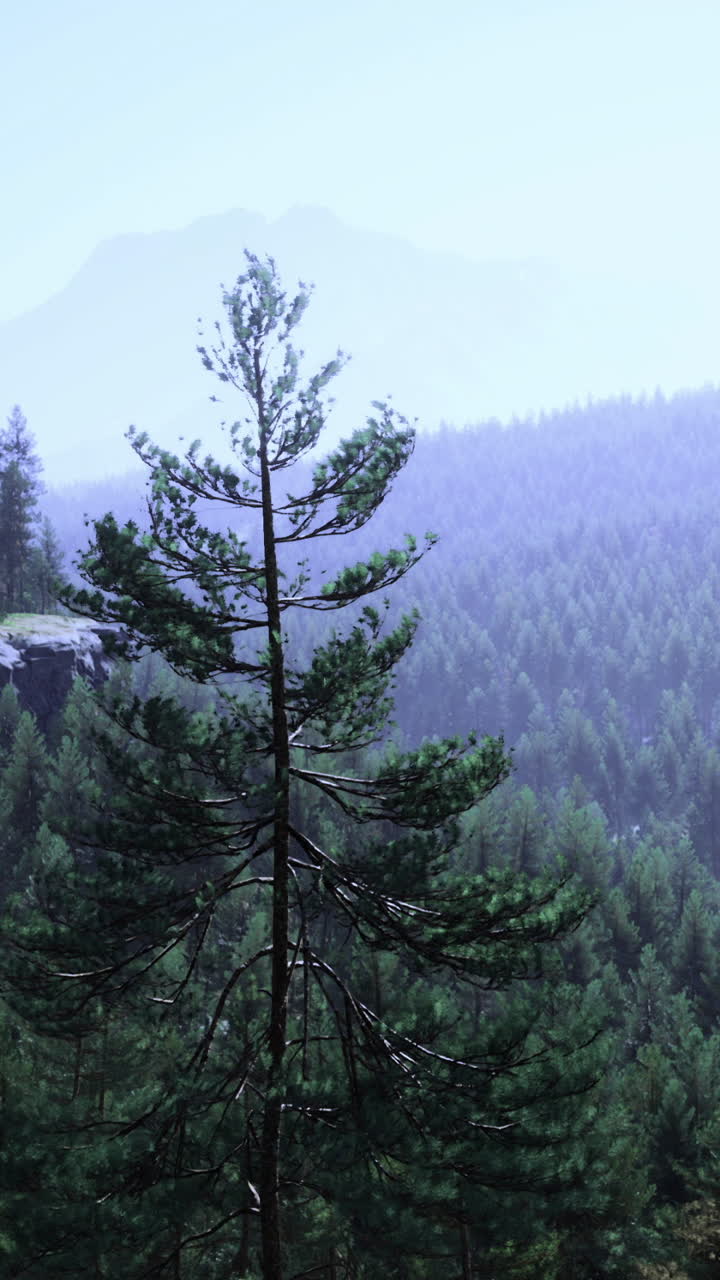 Majestic forest landscape showcasing towering trees and distant mountains