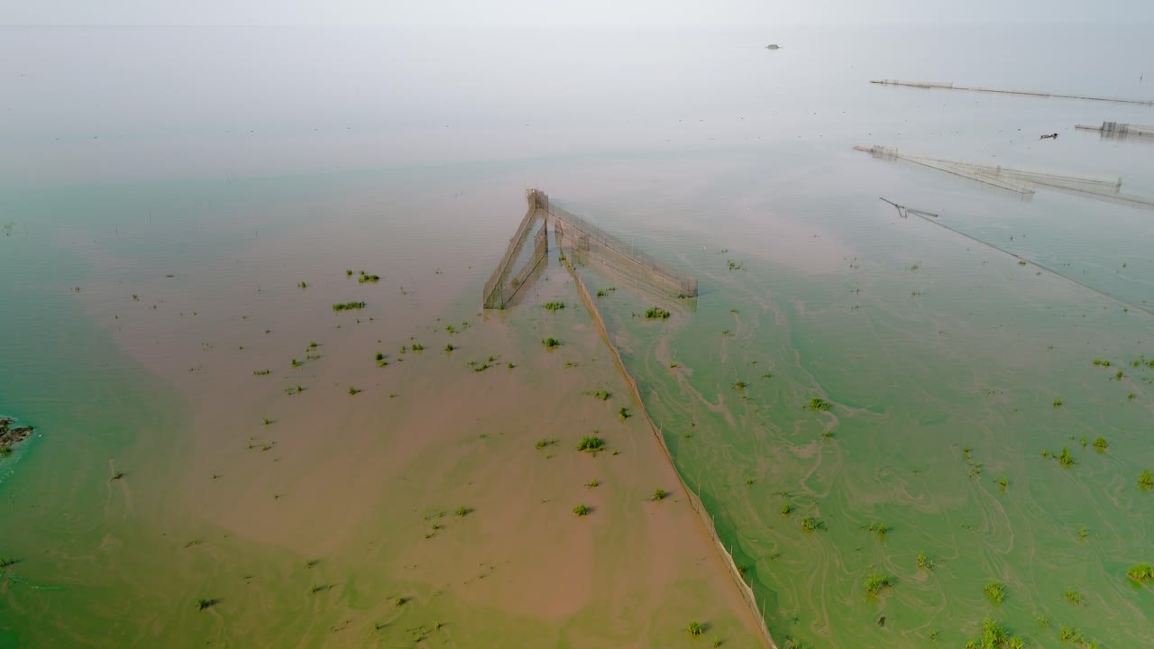 trampa de peces en aguas fangosas inundadas de algas de superficie verde vivo girando en la corriente superficial