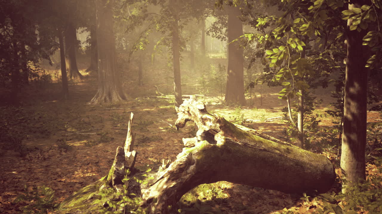 쓰러진 나무 어리 를 가진 안개 숲