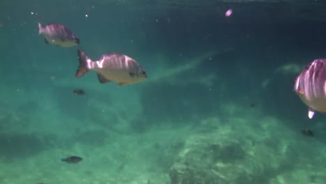 parque de snorkel 05