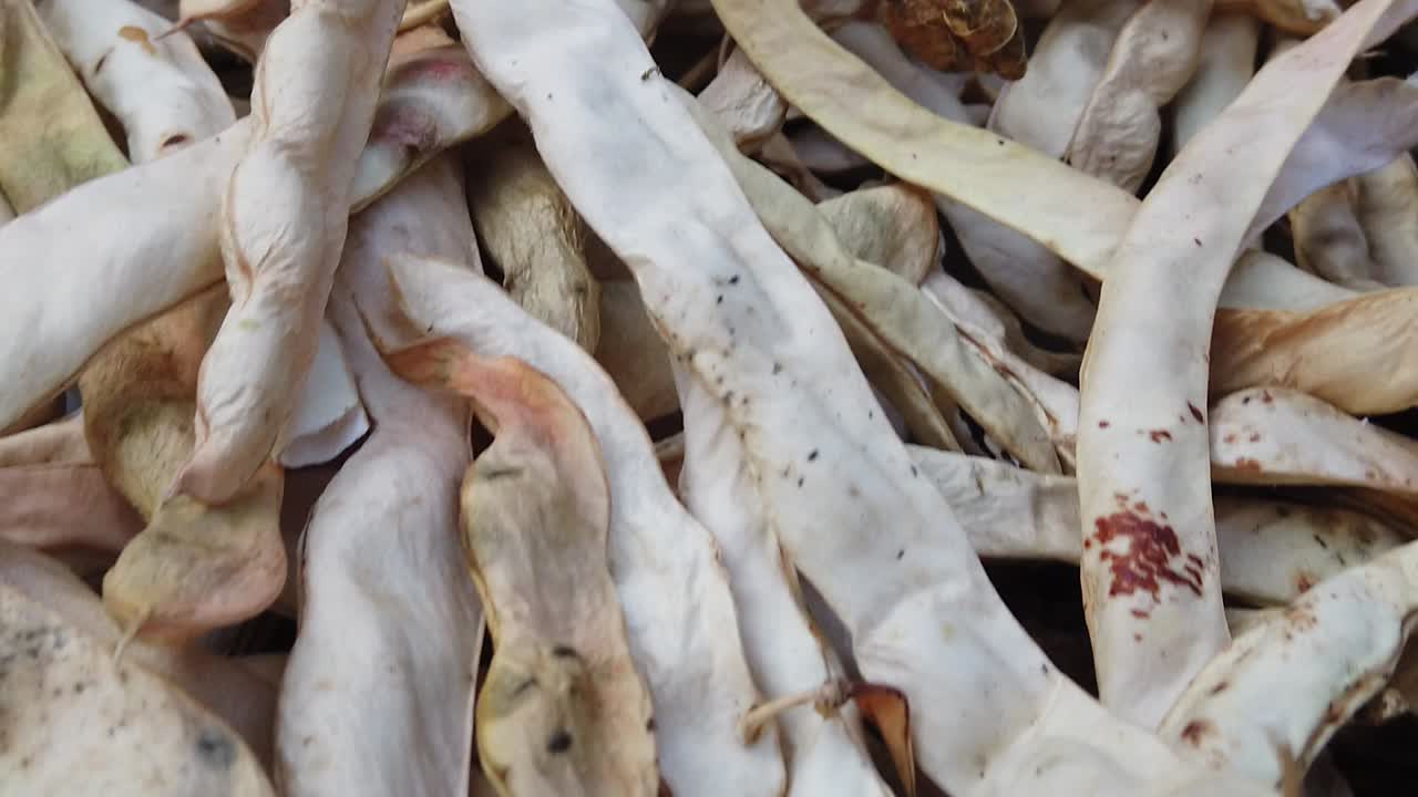 cosecha de frijoles saludables