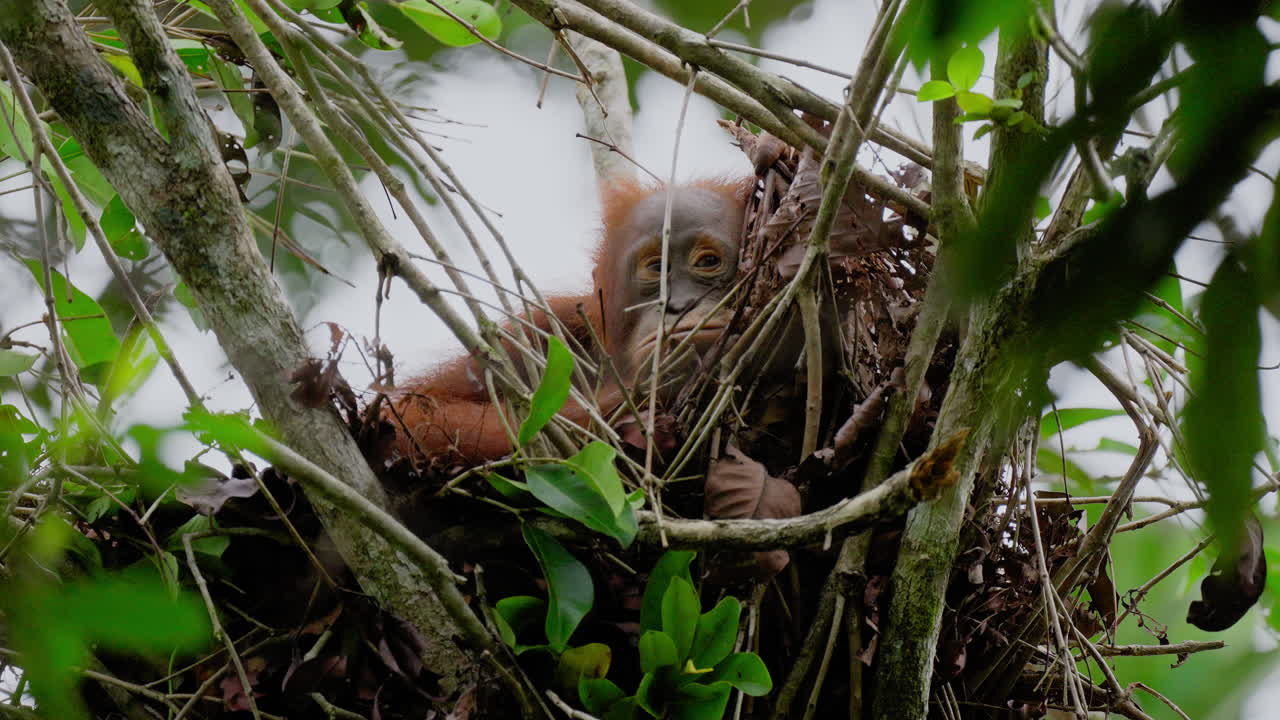 Baby Orangutan in a Tree Nest