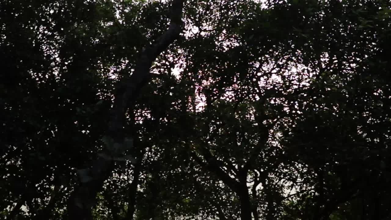 shining sun. Shot at Bisle ghat KA India