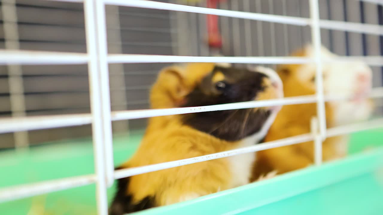 Two Abyssinian guinea pigs interact inside a brightly lit cage, showcasing their curious nature and vibrant fur patterns