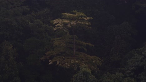 Rain-hitting-the-trees-in-Malaysia