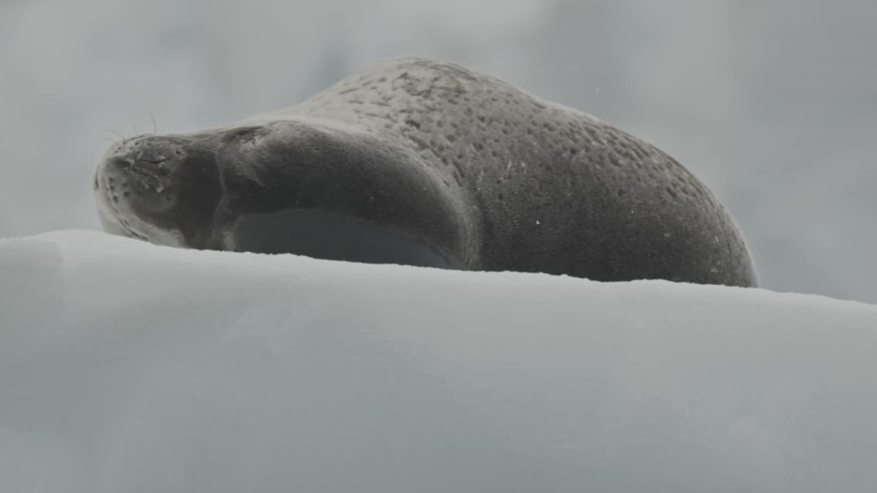 Big Leopard seal male lifting head on ice float in Antarctica during snowfall.