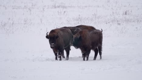 three wild young european bison in the forest of bialowieca national park, poland at winter