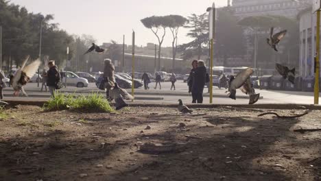 Pigeons-Flying-Away-Slow-Motion