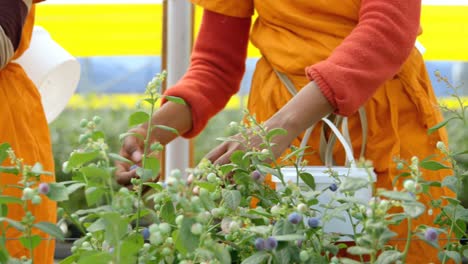 Workers-picking-blueberries-in-blueberry-farm-4k