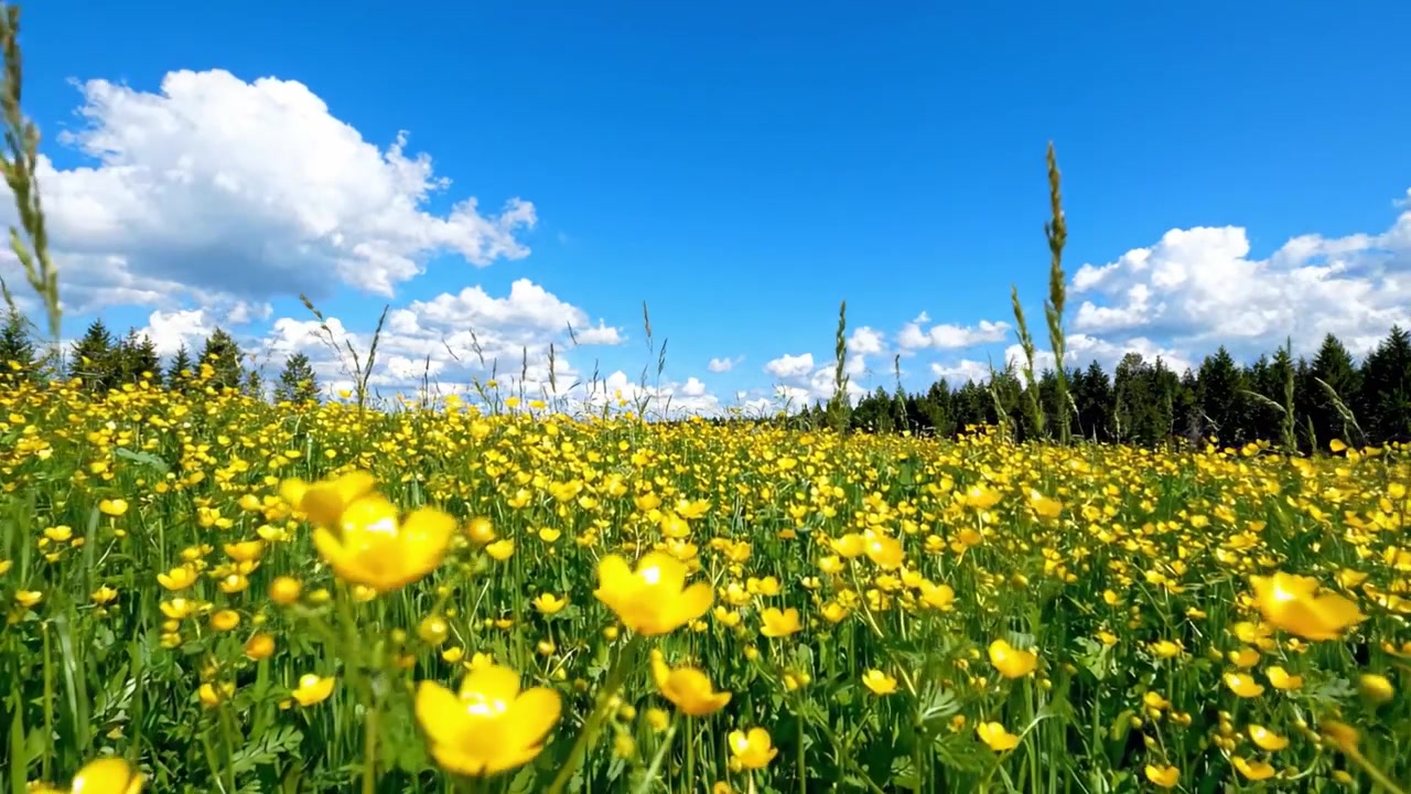 Un vibrante campo di fiori gialli sotto un cielo azzurro brillante circondato da rigogliosi alberi verdi che creano un pittoresco paesaggio naturale in piena fioritura