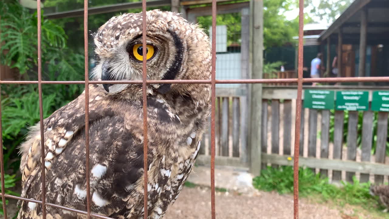 Pearl-spotted Owlet in a cage