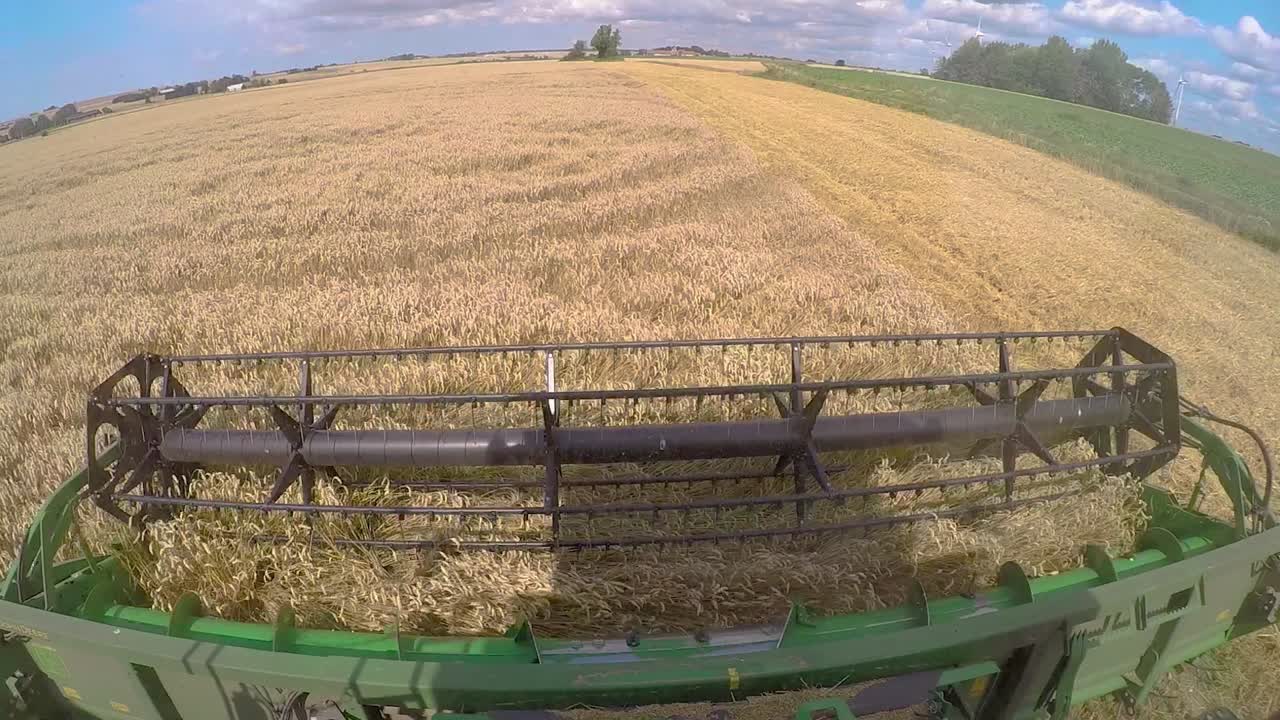a combine harvester harvesting wheat. filmed from inside the cabin of the screw turbine that takes in the wheat