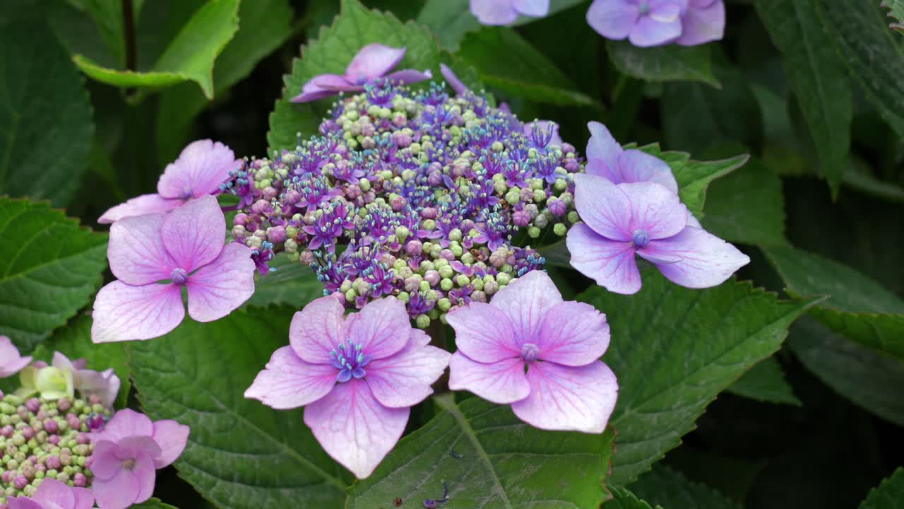 A beautiful purple mophead hydrangea flower that is starting to bloom
