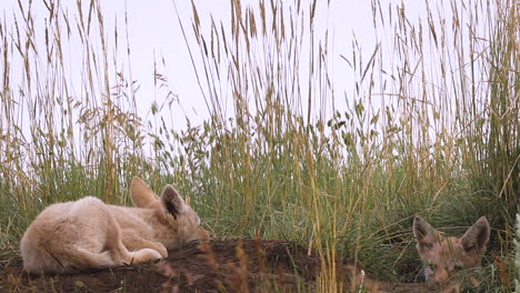 dos jóvenes y adorables cachorros de coyote descansando sobre tierra marrón junto a la tierra de pasto y alcanzando su punto máximo desde la guarida subterránea mirando a la cámara con ojos marrones curiosos, retrato estático de cerca