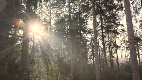 sunlight filtering through a forest