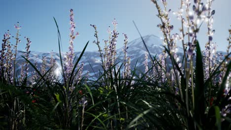 campo de lavanda con cielo azul y cubierta de montaña con nieve