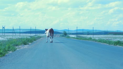 cow walking on a country road