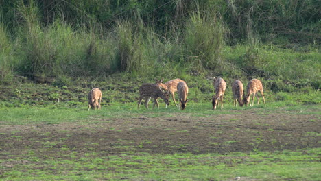 A-small-herd-of-spotted-deer-or-axis-deer-grazing-in-a-lush-green-meadow