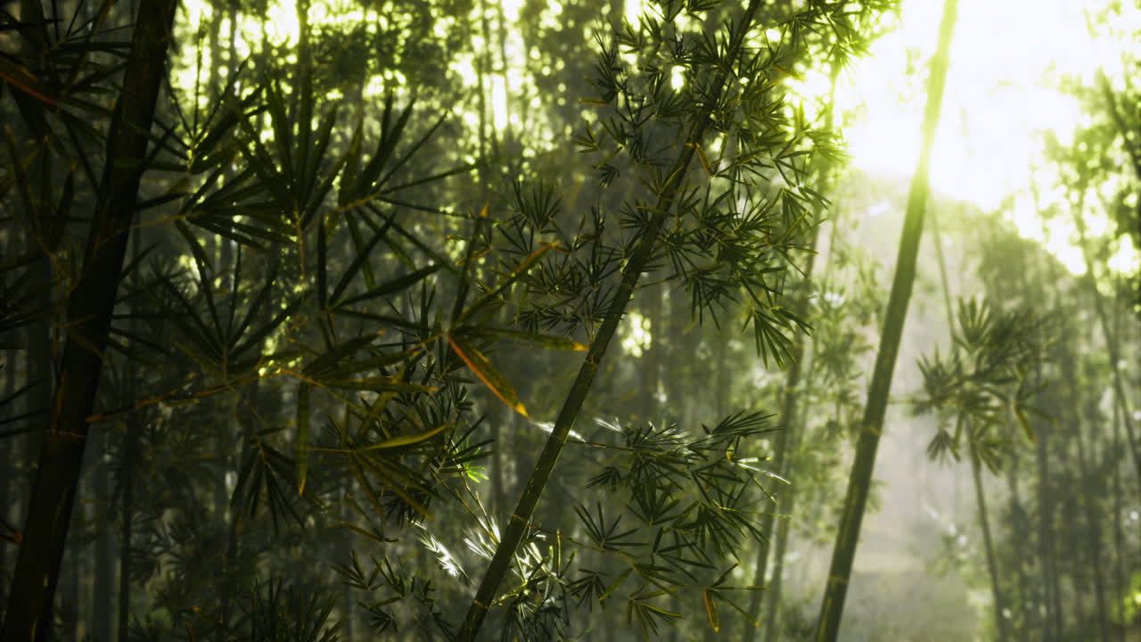 Sunlight filters through dense bamboo forest in tranquil nature setting