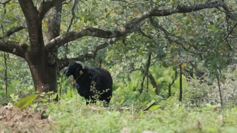 Escena-De-La-Granja-Con-Ovejas-Negras-Inquietas-Atadas-Bajo-Un-árbol