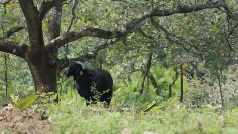 escena de la granja con ovejas negras inquietas atadas bajo un árbol