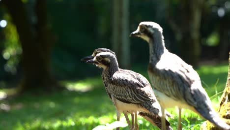 Eine-Familie-Schüchterner,-Bodenbewohnender-Busch-Brachvögel,-Burhinus-Grallarius,-Die-Auf-Einer-Offenen-Ebene-Im-Schatten-Stehen-Und-Sich-In-Ihrer-Umgebung-Umsehen,-Nahaufnahme