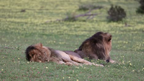 sleepy male lion touching its nose whilst lying next to its brother