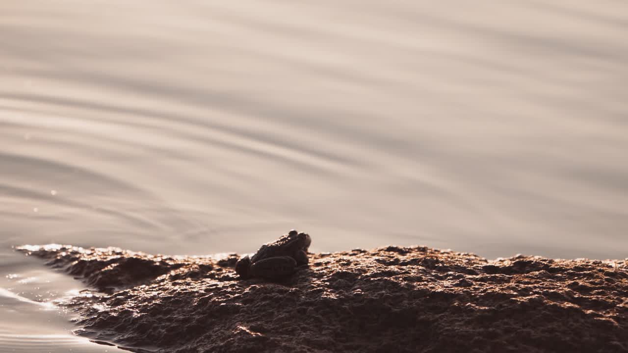 Close up of frog in the wild. Wild frog sitting on near water pond