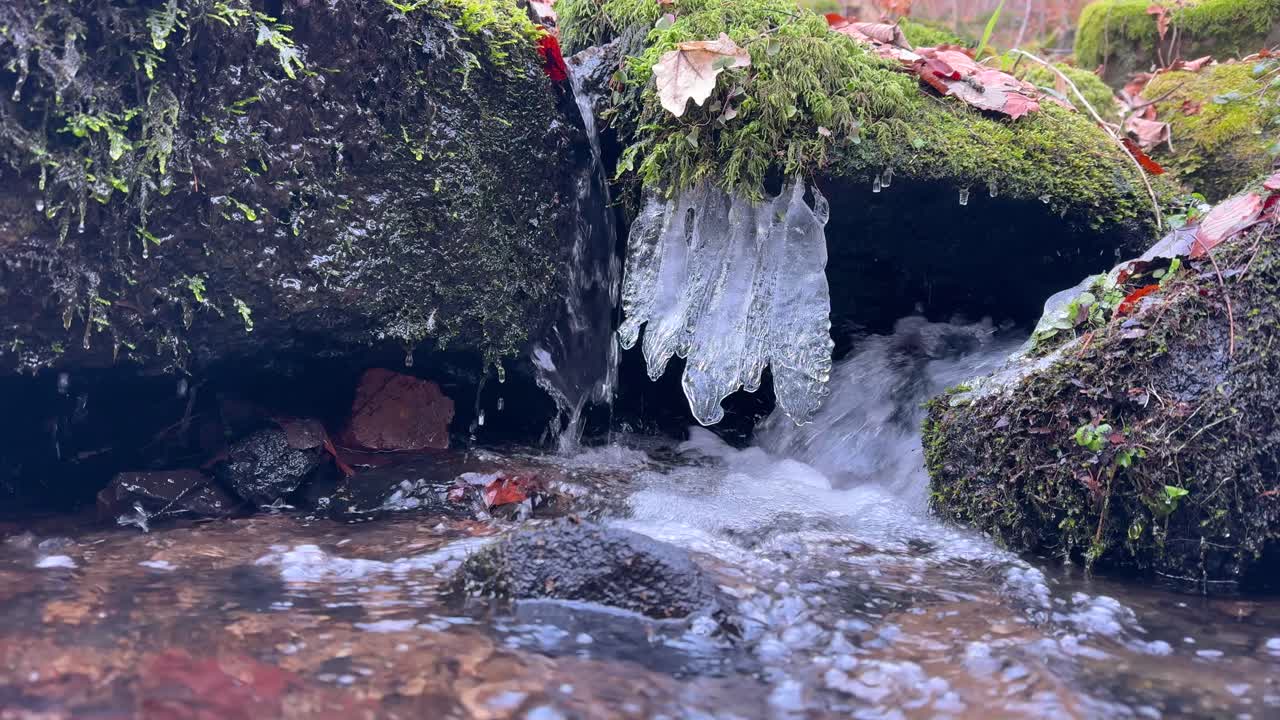 A tranquil stream winds through the woods, reflecting the golden hues of autumn leaves.