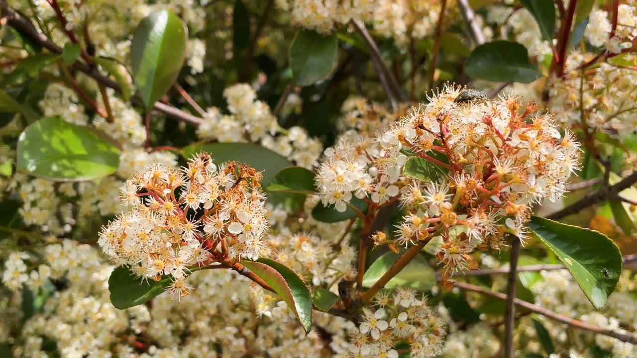 Static close-up of a blooming Photinia with red-orange flowers and green leaves. A beetle rests on a flower in spring light, evoking peace, gardening, pollination, and insect presence.
