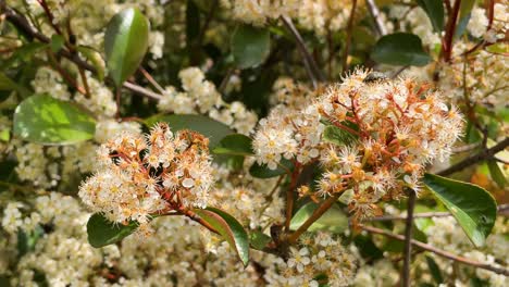 static close-up of a blooming photinia with red-orange flowers and green leaves. a beetle rests on a flower in spring light, evoking peace, gardening, pollination, and insect presence.