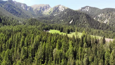 view above the trees to the mountain in dolomites