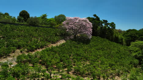 vista aérea acercándose a un rosado, cerezos en flor, día soleado en costa rica